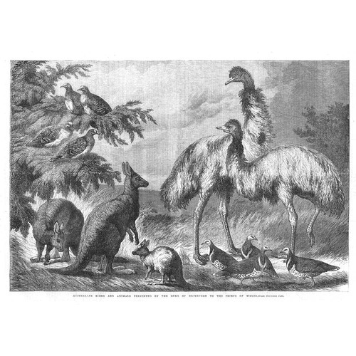 Australian birds and animals - australian,
