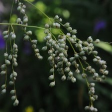 PHAENOSPERMA GLOBOSA WATERFALL MILLET  GRASS GARDEN CONTAINER PLANT