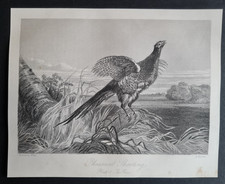 Antique 1856 print - Pheasant Shooting - Country Life - Harrison Weir