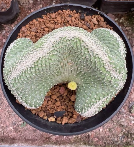 Rare live house plant - rare,