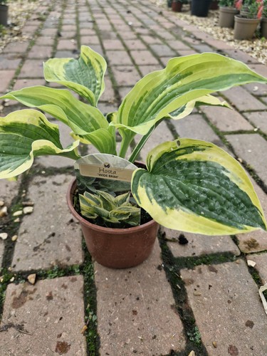 Hosta wide brim potted - x, 'wide