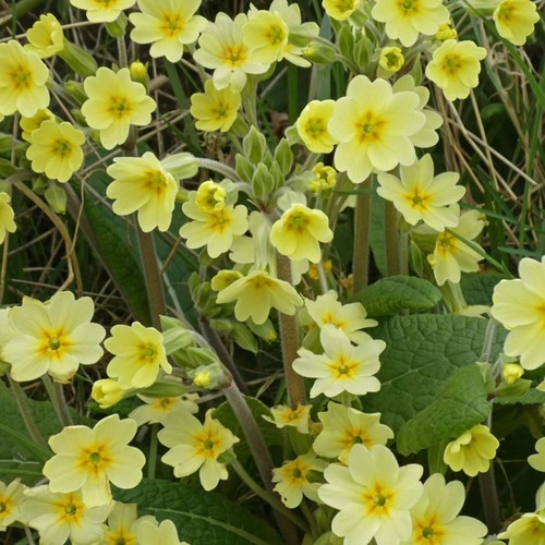 Oxlip primula elaitior - elaitior,