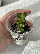 Hoya chinghungensis variegated