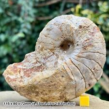 Cenoceras Fossil Nautilus |