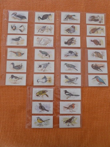 Grandee british birds - grandee,