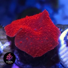 Ultra Bright Inferno Mushroom