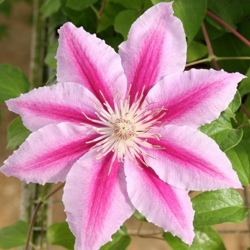 Beautiful rare pink - rare,