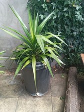 Well Established Yukka Plant