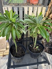 Euphorbia stygiana pot - stygiana, 2l