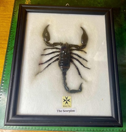 Malta scorpion taxidermy - scorpion,