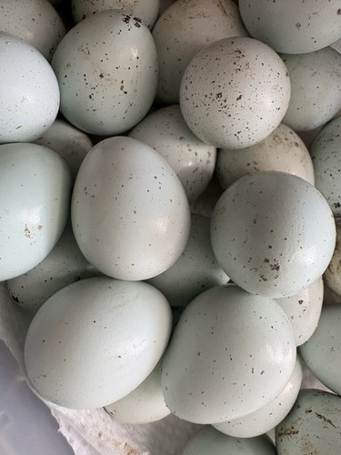 Quail eggs celadon - eggs, 12