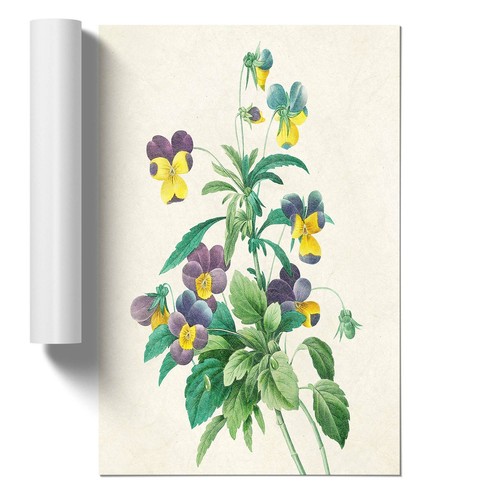 Wild pansy flowers - flowers, vintage