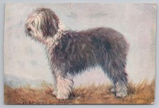 Bearded Collie standing in field, art by F.T. Daws