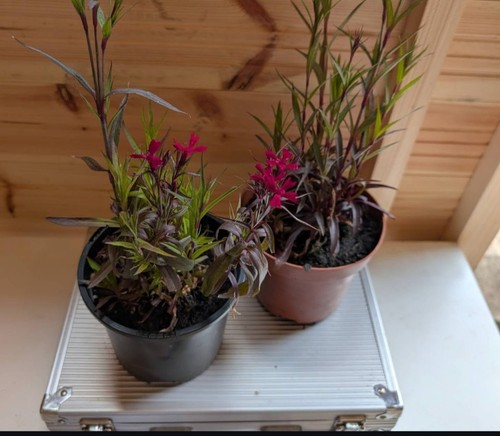 Rocking red dianthus sweet - dianthus, "sweet
