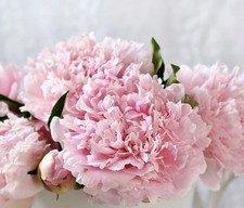  Peony 'Sarah Bernhardt' Bare