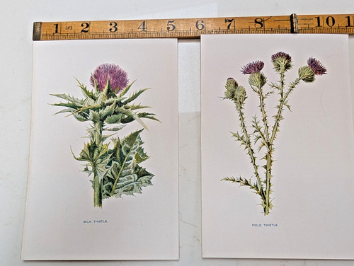 Original antique botanical - original,