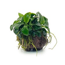 Anubias nana petite - anubias,