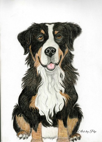 Shopping tote bag with bernese - shopping,