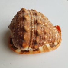 Sea Snail Shell Cypraecassis Rufa Nautical Real Beach Ocean aquarium decor