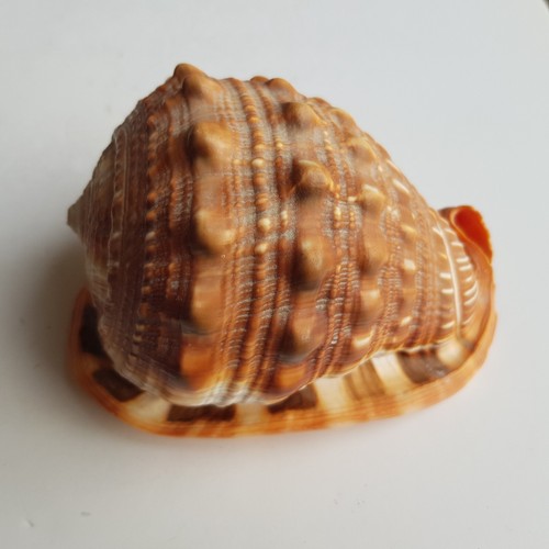 Sea snail shell - snail, cypraecassis