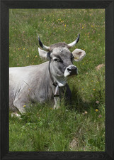 grazing cows on the mounta