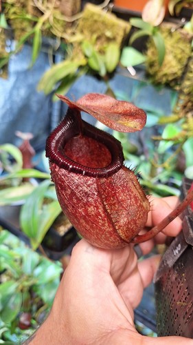 Nepenthes sibuyanensis - nepenthes, x