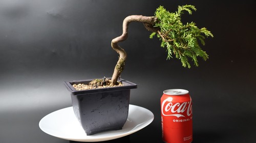 Yew bonsai tree - yew, penjing