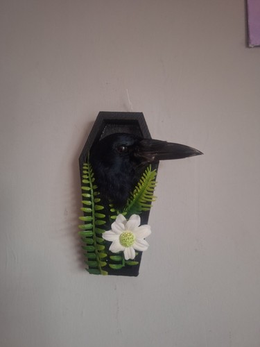 Taxidermy juvenile rook head - taxidermy,
