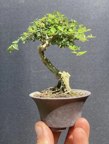 Lonicera nitida mame bonsai - lonicera,