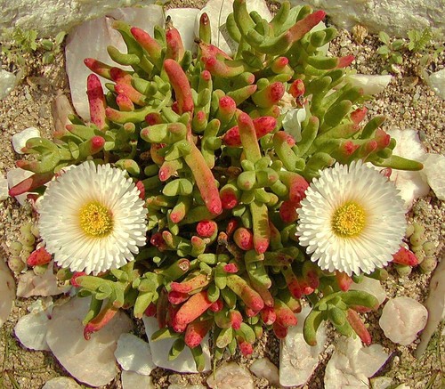 Dicrocaulon ramulosum exotic - ramulosum,
