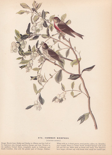 Audubon 1942 vintage - 1942, bird