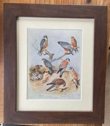 Framed print birds prey - framed, of