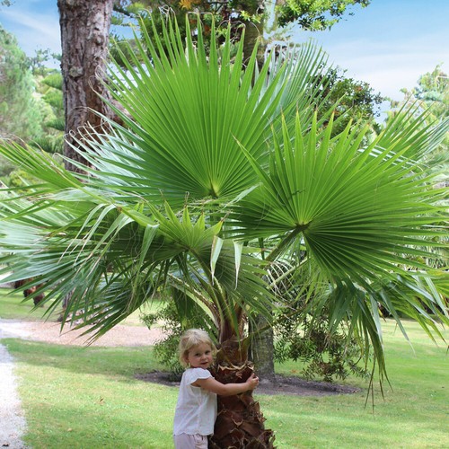 Cotton palm tree - x,