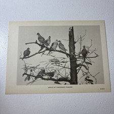 Passenger Pigeon Scarce Field