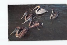 Postcard A peculiar bird is