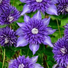 Clematis Multiblue Blue