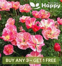 CALIFORNIA POPPY - FRILLY FUN