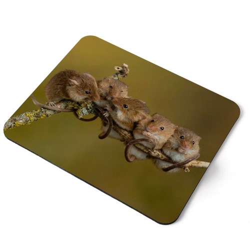 Mouse mat pad - -, field