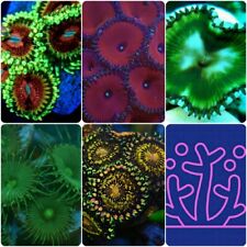 Soft coral starter pack Red Death Grandis RSM Lime Chilli Implosion Zoa