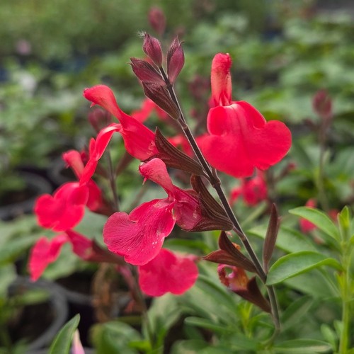 Salvia pinkish red hardy - ,