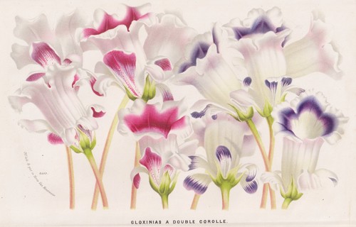 Gloxinia gloxinie sinningia - gloxinia,