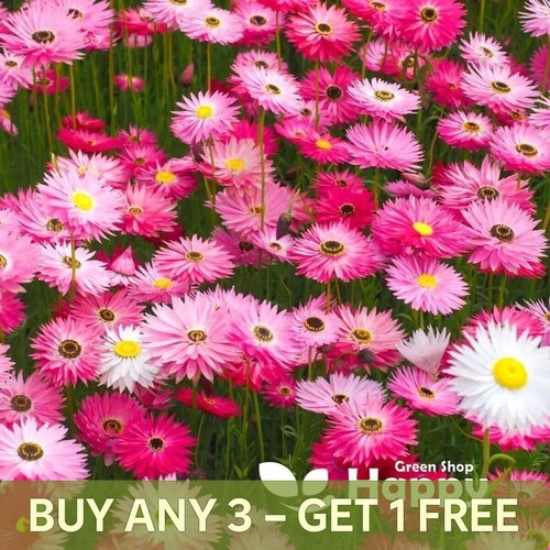 Paper daisy everlasting 600 - -,