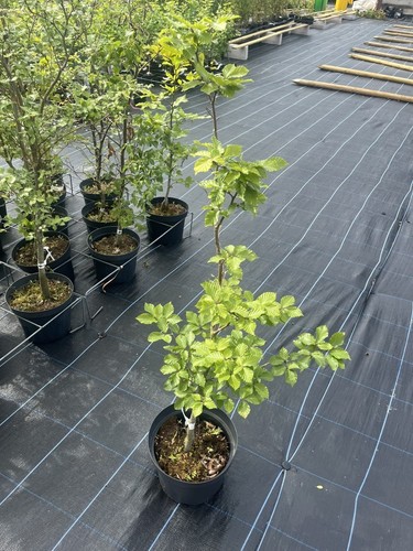 Green beech tree fagus - tree,