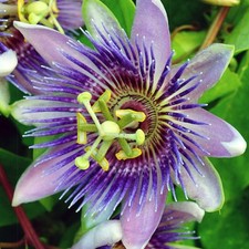 Passiflora Purple Rain Passion