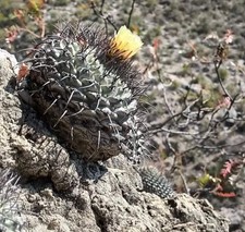 Strombocactus corregidorae