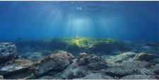 Ocean Floor Fish Tank