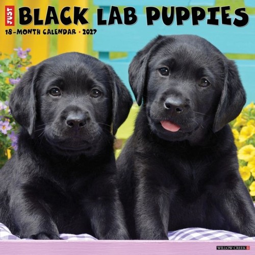 Black lab puppies 2027 wall - black,