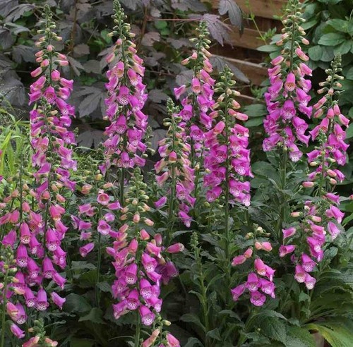 Foxglove digitalis panther - foxglove,