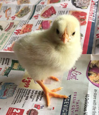 6x From free-ranging hens Rhode Island Red × White Leghorn Hybrid FASTSHIPP