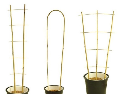 Bamboo cane plant - bamboo,